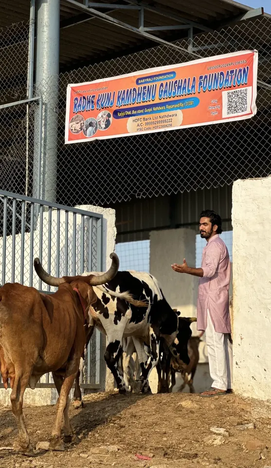 Rehabilitated cow resting safely at gaushala shelter
